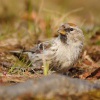Cecetka zimni - Acanthis flammea - Common Redpoll 1141